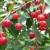 Balaton™ Cherry -Alpha Shop cherries joylandis