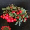 Cherry Berries ™ Wintergreen -Alpha Shop cherryb w logo