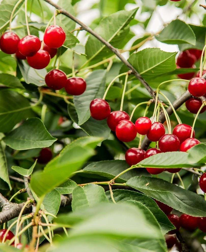 Combination Dwarf Cherry Tree (4 Varieties) 3 Combination Dwarf Cherry Tree (4 Varieties)