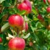Combo Heritage Apple (4 Varieties) -Alpha Shop combo apple 1