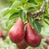 Combo European Pear Tree (3 Varieties) 1 Combo European Pear Tree (3 Varieties) -Alpha Shop combo european pear 1