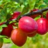 Combo Asian Plum (4 Varieties) -Alpha Shop combo asian plum