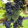 Concord Grape 1 Concord Grape -Alpha Shop concord grape 3 1 1