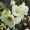 Double Take Eternal White™ Flowering Quince -Alpha Shop dtew