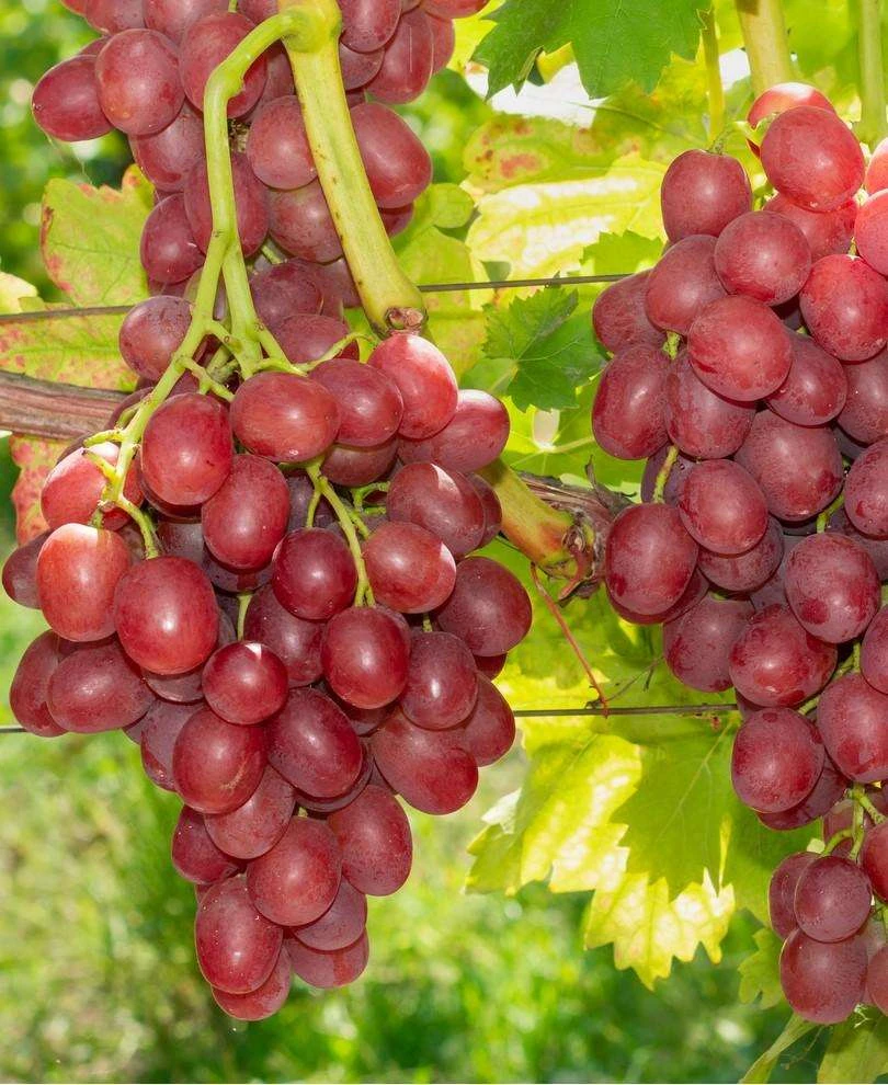 Einset Seedless Grape 3 Einset Seedless Grape