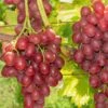 Einset Seedless Grape (Non Certified) -Alpha Shop einset grape 1 648327ec 2c41 4396 a0ec 946aecfe0cb9