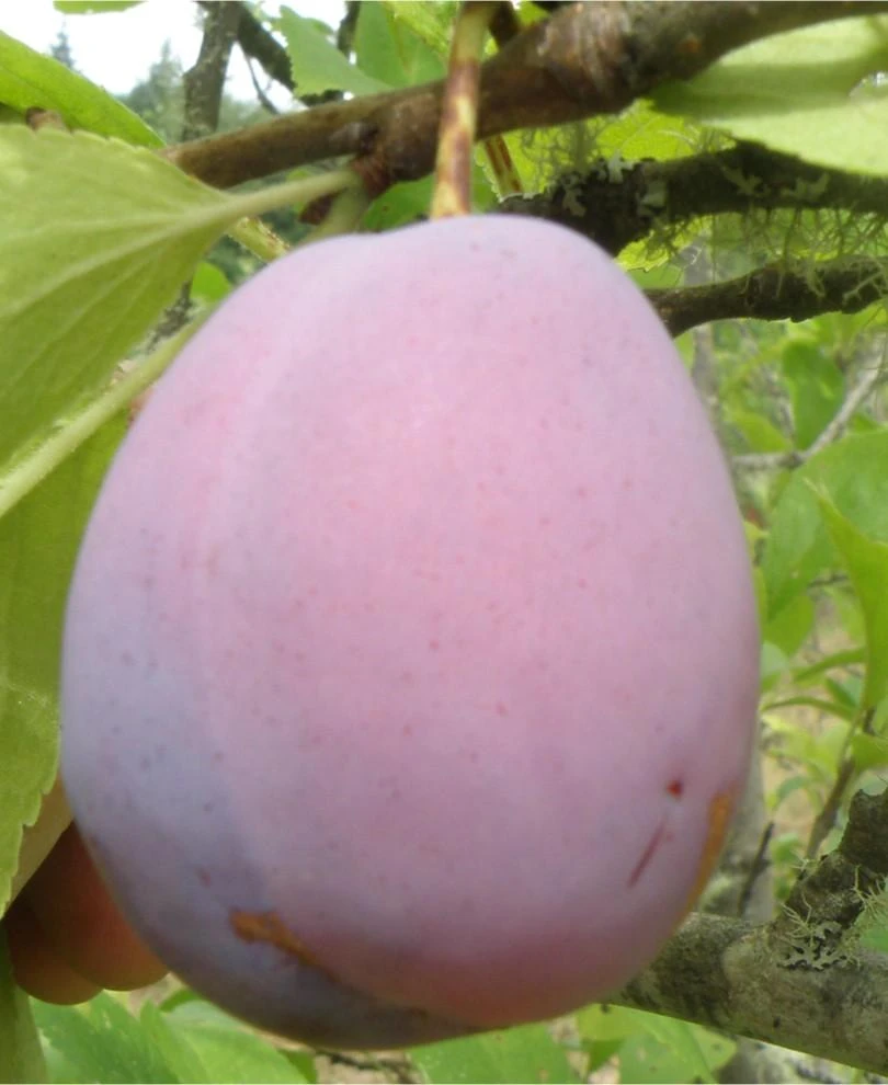 Ersinger European Plum 3 Ersinger European Plum