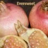 Eversweet Pomegranate -Alpha Shop eversweet