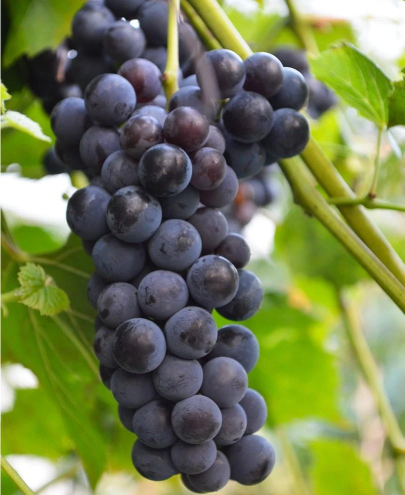 Faith Seedless Grape 3 Faith Seedless Grape