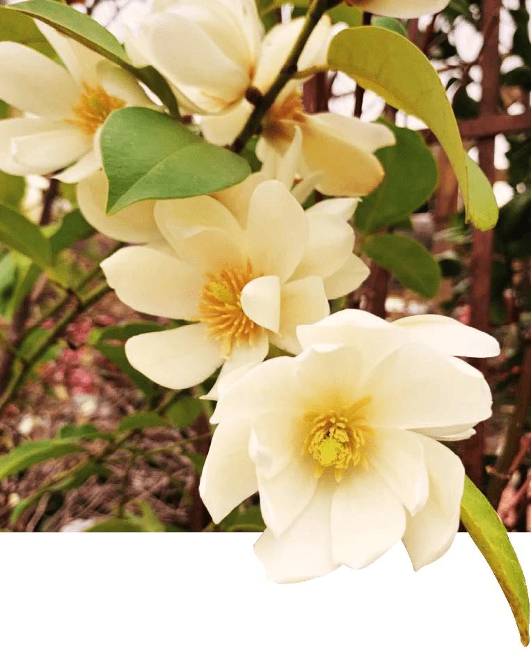 Michelia Doltsopa "Fairy Cream" 3 Michelia Doltsopa "Fairy Cream"