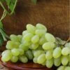 Gratitude Seedless Grape -Alpha Shop gratitude grape