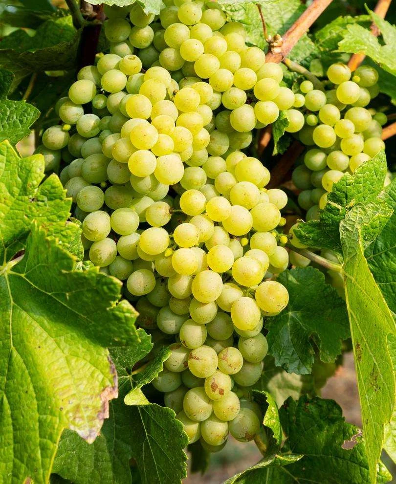 Hope Seedless Grape 3 Hope Seedless Grape