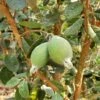 Ramsey Guava -Alpha Shop how to grow pineapple guava feijoa feature 24034da0 14c5 469f a6d0 4e2c550b3709