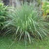Lemon Grass -Alpha Shop httpraintreenursery netplemon grass1 1