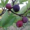 Premier Beach Plum 2 Premier Beach Plum -Alpha Shop httpraintreenursery.netpbeech plum pg 49