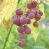 Hungarian Seedless Grape 2 Hungarian Seedless Grape -Alpha Shop httpraintreenursery.netphungarian grape2
