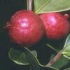 Chilean Guava -Alpha Shop httpraintreenursery.netpj370 01 gigapixel standard scale 6 00x f7aebaa5 0173 44b7 bd25 672bc05c5819