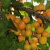 Hunza Apricot -Alpha Shop hunza apricot