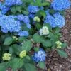 Double Down® Hydrangea 1 Double Down® Hydrangea -Alpha Shop hydd