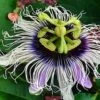 Possum Purple Passiflora -Alpha Shop image 508cc5f3 ad6c 4cb8 b425 9978e87a8026 1