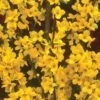 Alpha Gold Tide™ Forsythia -Alpha Shop image 9c37b531 d340 4111 a1b8 f454f1ac113a 1