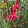 Chilean Fuchsia -Alpha Shop image ef8ecd1d e7ed 432b 820e d6a406d46619 1