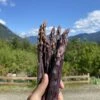 Sweet Purple Asparagus -Alpha Shop image 92e10dd9 154a 4ff0 abe8 4fa74f8203bb