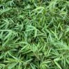 Fargesia Nitida Bamboo -Alpha Shop image f808467d b849 42fb 85df 8749060e8dc7