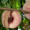 Indian Free Peach 1 Indian Free Peach -Alpha Shop indian free peach