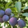 Italian Prune European Plum -Alpha Shop italianprune