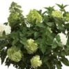 Limelight® Hydrangea -Alpha Shop limelight