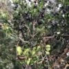 Luma (Chilean Myrtle Berry) -Alpha Shop luma 1