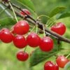 Montmorency Cherry -Alpha Shop montmorency cherry