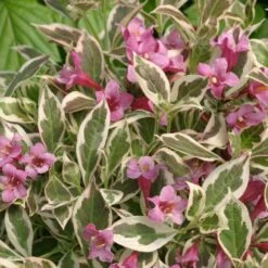 Alpha My Monet® Weigela
