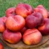 Sauzee King White Nectarine -Alpha Shop nectarine sauzee king