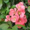 Old Homestead Flowering Quince -Alpha Shop old homestead