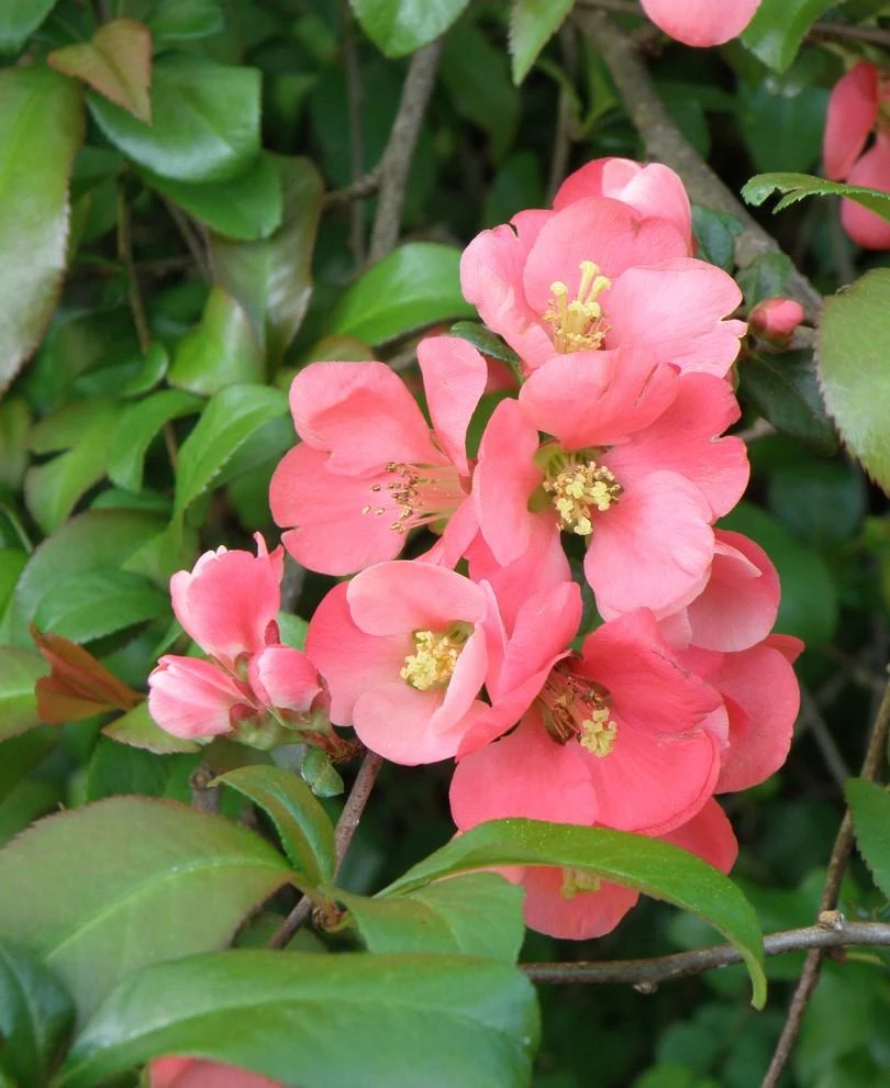 Old Homestead Flowering Quince 3 Old Homestead Flowering Quince
