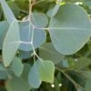 Omeo Gum Eucalyptus -Alpha Shop omeogum