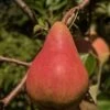 Orcas European Pear 2 Orcas European Pear -Alpha Shop orcas pear 1 1