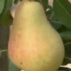 Butirra Precoce Morettini European Pear -Alpha Shop pears b160 butirra precoce morettini 1