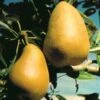 Highland European Pear 1 Highland European Pear -Alpha Shop pears b120 highland