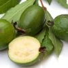 Pineapple Guava Seedling -Alpha Shop pineapple guava fruit 1 1