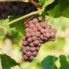 Pinot Gris Grape -Alpha Shop pinot gris grape
