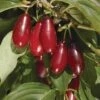 Pioneer™ Cornus Mas -Alpha Shop pioneercorneliancherry close