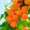 Tilton Apricot -Alpha Shop plantnet rootstock apricot dwarf tilton