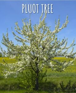 Combo Pluot Tree (3 Varieties)