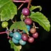 Variegated Porcelain Berry -Alpha Shop porcelain berry