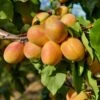 Puget Gold Apricot -Alpha Shop puget gold apricot