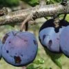 Royal European Plum Bundle No. 1 -Alpha Shop purple gage 1 490x735 crop cent gigapixel low res scale 2 00x b6056281 7c06 4bc6 ba50 987f8d0d0f5e