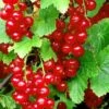 Redstart Red Currant -Alpha Shop red currant 3 1